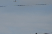 Morten 31 august 2023 - Sjøfly over Høyenhall, vi tar med to ringduer i samme slengen