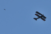 Morten 14 juni 2023 - Tiger Moth 153 besøker Høyenhall, det er Veteranflygruppen som kommer og vi får med en svale i luften