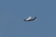 Morten 20 mai 2023 - Cessna over Høyenhall, og der svinger den, kan være en eldre modell