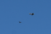 Morten 13 september 2023 - LN-TEX over Høyenhall, jeg vet, men jeg fikk med en fugl