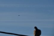 Morten 17 september 2023 - To småfly over Høyenhall, det er Nedre Romerike flyklubb som flyr mellom to jetflystriper, og vi for med en fugl også