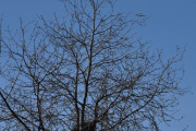 Morten 3 april 2023 - LN-RAF besøker Høyenhall, det var ingen fugler i treet, men vi fikk med reiret