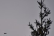 Morten 19 august 2024 - LN-IPR over Høyenhall, jeg tror det er RL Entrepenør som er ute med sin Cessna R182 Skylane RG fra 1978