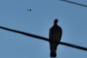 Morten 31 august 2024 - LN-NPK over Høyenhall, her fikk vi med fuglen også.  I 2019 så jeg dere 1, 3, 10, 14 og 24 august