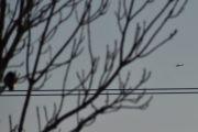 Morten 6 januar 2024 - Cessna over Høyenhall