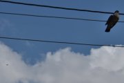 Morten 11 juli 2024 - LN-PAP over Høyenhall, det er Per som er ute med sin Arion Lightning LS-1 fra 2016. Her fikk vi med Ringdua også