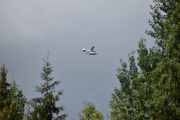 Morten 28 juli 2024 - LN-LMG over Enebakk