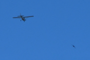 Morten 9 juli 2024 - Cessna over Høyenhall, her kom jeg for sent ut, men fikk med en fugl
