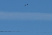 Morten 21 juni 2024 - Småfly over Høyenhall, ingen fugl på ledningen, men kan det være en Harvard?