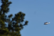 Morten 14 mai 2024 - LN-ASB over Høyenhall, det ble ingen fugl denne gangen, men jeg fikk med en fugl 20 september 2020