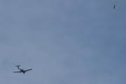 Morten 15 mai 2024 - LN-FTM over Høyenhall, det er Flyveklubb med sin Diamond DA-40 NG Mike fra 2015, og her for vi med fuglen