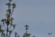 Morten 15 mai 2024 - LN-HEI over Høyenhall, jeg har to Piper PA-34 registrert og det ble ingen fugler denne gangen