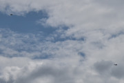 Morten 1. pinsedag 19 mai 2024 - LN-TEX over Høyenhall, og her kommer den store fuglen jeg har ventet på. Dere ser den?