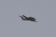 Morten 7 mars 2024 - Småfly over Høyenhall