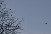 Morten 23 november 2024 - LN-FTM over Høyenhall, jeg tror det er Oslo Flyveklubb vi ser her sammen med noen fugler