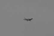 Morten 14 oktober 2024 - Piper over Høyenhall, her strekker jeg meg langt. Men jeg tror det er LN-IFI som er en Piper PA-28-181 Archer III DX fra 2017