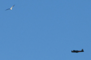 Morten 1 september 2024 - LN-WNC over Høyenhall, men jeg mangler en fugl sammen med deg