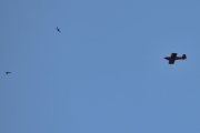Morten 13 august 2025 - LN-AKH over Høyenhall, det er Joakim som nærmer seg to fugler med sin Van´s RV-4 fra 1996