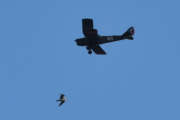 Morten 13 august 2025 - LN-BDM over Høyenhall, her kommer fuglen også, kan vi virkelig overleve uten fugler? Kjeller flyplass har tre DeHavilland DH-82A Tiger Moth, vi har Kjeller Flyhistoriske Forening og Nedre Romerike Flyklubb Veteranflygruppa som passer på dem
