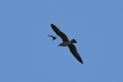 Morten 13 august 2025 - Småfly over Høyenhall, bare for å lure Knut. Husker dere at jeg skrev det i gamledager?