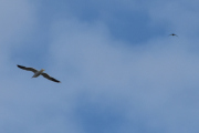 Morten 13 august 2025 - Småfly over Høyenhall, så blir spørsmålet - men hva er gamle dager?