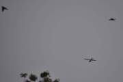 Morten 20 august 2025 - LN-NPK over Høyenhall, mens dere passerer fuglene så kan vi se hvor mange Cessna 172B jeg har. Vi har LN-BEC og LN-BIH og dere, alle er fra begynnelsen av 1960 åra