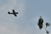 Morten 26 august 2025 - LN-BIF over Høyenhall, jeg husker at jeg så deg 1 september 2019 når det var Telemark Airshow. Da fløy du over her sammen med DHC-1 Chipmunk 22 fra 1950