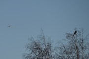 Morten 16 februar 2025 - Småfly over Høyenhall