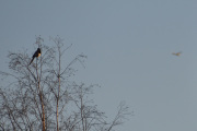 Morten 16 februar 2025 - Småfly over Høyenhall