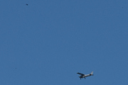 Morten 10 juli 2025 - LN-NRF over Høyenhall, det er Nedre Romerike Flyklubb som er ute med sin Cessna 172S Skyhawk SP fra 2006. Nå er jeg litt på fugler, dere ser den?