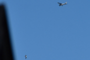 Morten 10 juli 2025 - LN-NRF over Høyenhall, her kommer det en fugl til, jeg var heldig nå :-)