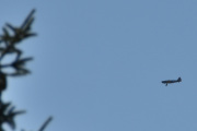 Morten 11 juli 2025 - LN-BIF over Høyenhall igjen, jeg kan ikke ta for mange bilder av dette flyet her. Men jeg håper alltid på at fuglen skal dukke opp