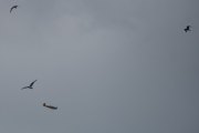 Morten 14 juli 2025 - LN-LFK og fuglene over Høyenhall, men nå har jeg sett dem fly i formasjon med andre fly, så dette er nok ingen ting for dem