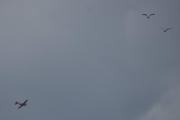 Morten 14 juli 2025 - LN-LFK og fuglene over Høyenhall, jeg har jo sett LN-MAZ Saab 91D Safir, LN-UAX Saab 91B-2 Safir, og LN-LFK Saab 91B-2 Safir sammen