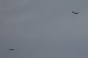 Morten 14 juli 2025 - LN-LFK og fuglene over Høyenhall, jeg kunne ha fortsatt - men takk for besøket :-)
