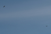 Morten 25 juli 2025 - LN-NRF over Høyenhall, men her så får vi dem med fuglen. Da ble det en sol og en fugl i dag