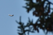 Morten 28 juli 2025 - LN-TEX over Høyenhall, klokken er 17.52 og det er Norwegian Spitfire Foundation som er ute med sin North American T-6G Harvard fra 1944