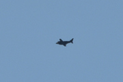 Morten 12 juni 2025 - Piper PA-31-350 Chieftain over Høyenhall, enten så er det LN-TTA eller LN-TTB. Det var 27 juni 2018 jeg så den første ganger, da kalte jeg det et bombefly