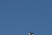 Morten 18 juni 2025 - LN-BGO over Høyenhall, det er de tre gutta som kommer med sin Cessna A185F Skywagon fra 1974. Dere ser fuglen?