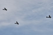 Morten 8 mai 2025 - LN-WNO og LN-ACL og LN-ACJ over Høyenhall, men her kommer det en bølge til med veteranfly. Den fremste kjenner jeg veldig godt, det er en Cessna 305C  Bird Dog fra 1957, den nederste er en Piper PA-19 Super Cub fra 1953, og den øverste er en Piper PA-19 Super Cub fra 1953 det også