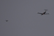 Morten 31 oktober 2025 - Småfly over Høyenhall, men jeg fikk da flyet med T-hale sammen med fuglen