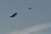 Morten 24 september 2025 - LN-NRF over Høyenhall, men nå må du passe deg for kråka, den er etter deg...