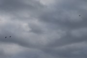 Morten 29 september 2025 - LN-UFP over Høyenhall, her fikk vi med to fugler også. Det minner meg om at Uglen Flyklubb er inne i bilde også