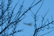 Morten 21 april 2026 - Cessna over Mortensrud