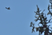Morten 28 april 2026 - Sjøfly over Høyenhall
