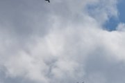 Morten 19 mai 2026 - LN-PFG over Høyenhall