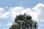 Morten 29 mai 2026 - LN-PFG over Østre gravlund