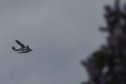 Morten 30 mai 2026 - LN-EFA over Høyenhall