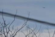 Morten 21 mars 2026 - Diamond DA-40NG over Høyenhall