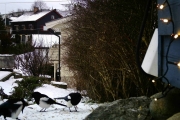 31 desember 2017 - Nei, det er våres tur nå